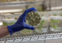 Chicle bioingenierizado reduce 93% el VPH en pruebas vinculadas con cáncer oral chicle