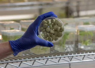 Chicle bioingenierizado reduce 93% el VPH en pruebas vinculadas con cáncer oral chicle
