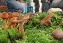 Expo gratuita de hongos en Toluca 2026: fechas y actividades para descubrir el reino fungi hongos
