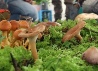 Expo gratuita de hongos en Toluca 2026: fechas y actividades para descubrir el reino fungi hongos