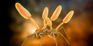 Hongos zombis en México: descubren seis nuevas especies y una lleva el nombre de Guillermo del Toro hongos zombis