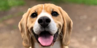 Mascotas podrían viajar en transporte público: iniciativa busca establecer reglas de acceso y seguridad mascotas