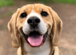 Mascotas podrían viajar en transporte público: iniciativa busca establecer reglas de acceso y seguridad mascotas