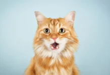 Minino acelera su crecimiento en México con nueva campaña enfocada en nutrición y bienestar felino minino