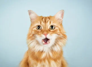 Minino acelera su crecimiento en México con nueva campaña enfocada en nutrición y bienestar felino minino