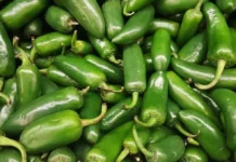Jalapeños de Sinaloa son vinculados a brote de salmonela con 345 casos en Estados Unidos salmonela jalapeños