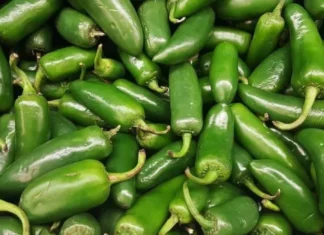 Jalapeños de Sinaloa son vinculados a brote de salmonela con 345 casos en Estados Unidos salmonela jalapeños