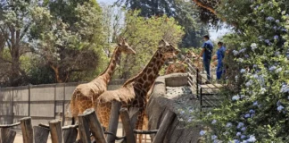 Denuncias por presunto maltrato reavivan debate sobre condiciones de animales en el Zoológico de Chapultepec zoologico chapultepec