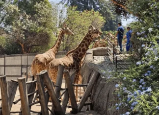 Denuncias por presunto maltrato reavivan debate sobre condiciones de animales en el Zoológico de Chapultepec zoologico chapultepec