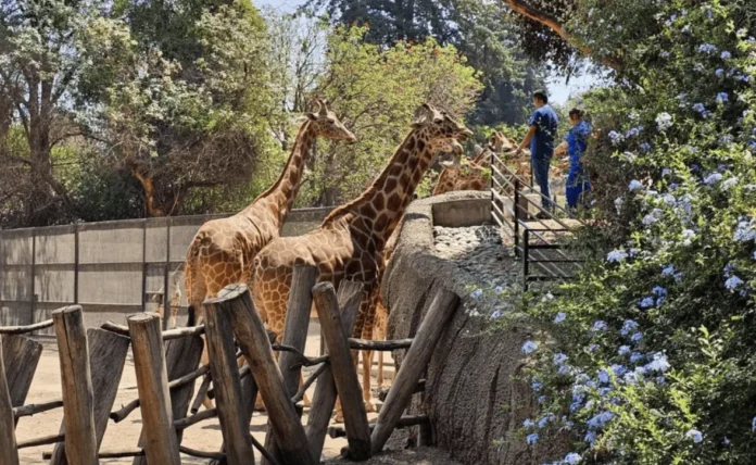 zoologico chapultepec zoologico chapultepec
