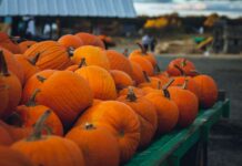 Festival de Calabazas 2026 llegará a Teotihuacán con hadas, rituales, bazar mágico y entrada desde $300 Calabazas
