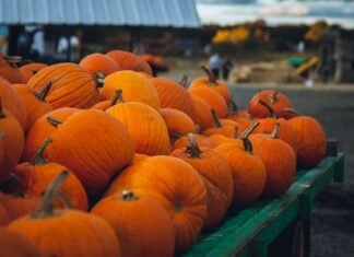 Festival de Calabazas 2026 llegará a Teotihuacán con hadas, rituales, bazar mágico y entrada desde $300 Calabazas