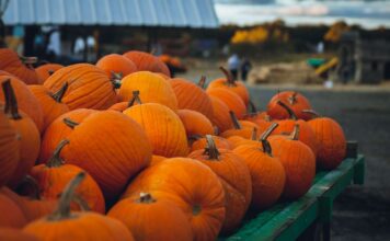 Festival de Calabazas 2026 llegará a Teotihuacán con hadas, rituales, bazar mágico y entrada desde $300 Calabazas