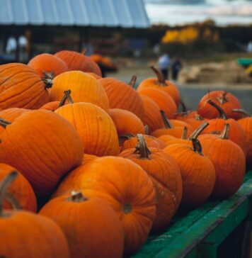 Festival de Calabazas 2026 llegará a Teotihuacán con hadas, rituales, bazar mágico y entrada desde $300 Calabazas