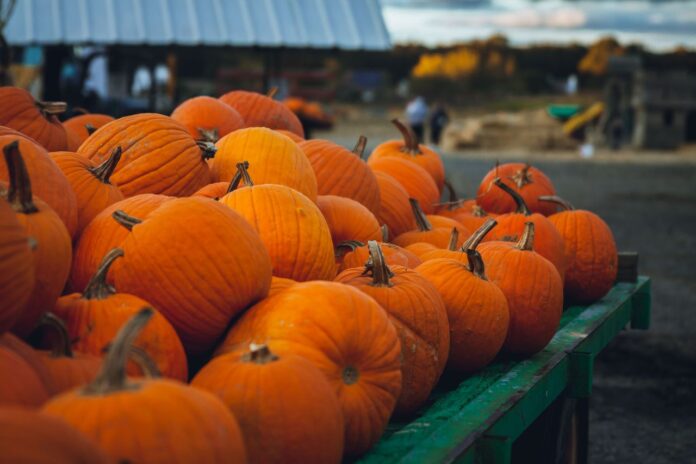 Calabazas Calabazas