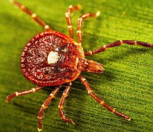 Síndrome de alfa-gal: la alergia a la carne que puede aparecer después de una picadura de garrapata
