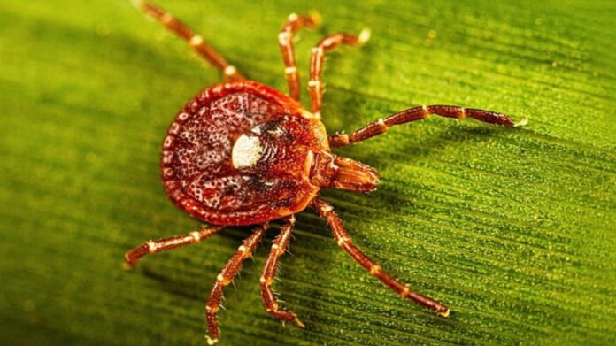 Síndrome de alfa-gal: la alergia a la carne que puede aparecer después de una picadura de garrapata