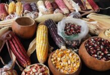 Feria del Maíz en Chapultepec: habrá gorditas, pozole, barbacoa y más Feria del Maíz en Chapultepec: habrá gorditas, pozole, barbacoa y más