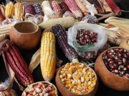 Feria del Maíz en Chapultepec: habrá gorditas, pozole, barbacoa y más Feria del Maíz en Chapultepec: habrá gorditas, pozole, barbacoa y más