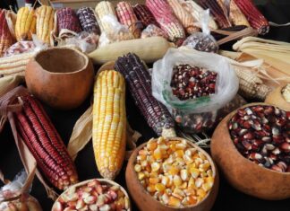 Feria del Maíz en Chapultepec: habrá gorditas, pozole, barbacoa y más Feria del Maíz en Chapultepec: habrá gorditas, pozole, barbacoa y más