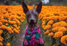 Festival del Perro Xoloitzcuintle llegará al Centro Histórico por Día de Muertos Festival del Perro Xoloitzcuintle llegará al Centro Histórico por Día de Muertos
