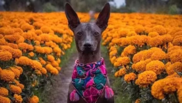 Festival del Perro Xoloitzcuintle llegará al Centro Histórico por Día de Muertos Festival del Perro Xoloitzcuintle llegará al Centro Histórico por Día de Muertos