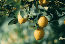 Yucatán gana terreno en la producción de limón persa con inversiones por 1,500 millones de pesos produccion limon