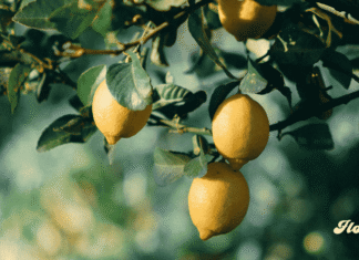 Yucatán gana terreno en la producción de limón persa con inversiones por 1,500 millones de pesos produccion limon