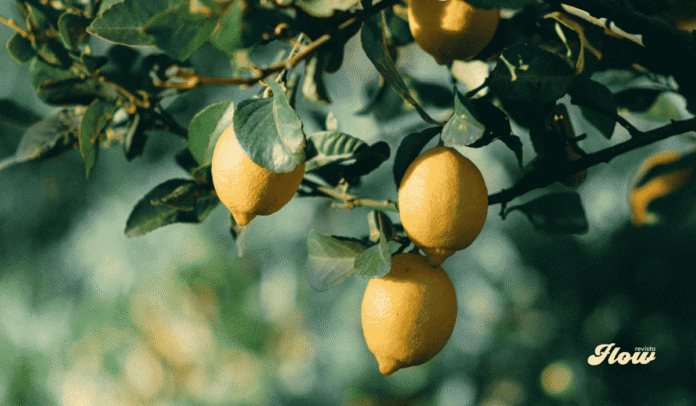 Noticias produccion limon produccion limon