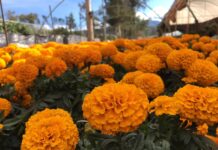 Ruta del Cempasúchil 2026 en Xochimilco: trajineras, ofrendas y campos de flores Ruta del Cempasúchil 2026 en Xochimilco: trajineras, ofrendas y campos de flores