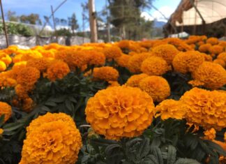 Ruta del Cempasúchil 2026 en Xochimilco: trajineras, ofrendas y campos de flores Ruta del Cempasúchil 2026 en Xochimilco: trajineras, ofrendas y campos de flores