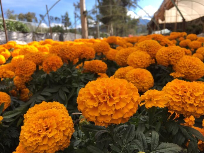 Ruta del Cempasúchil 2026 en Xochimilco: trajineras, ofrendas y campos de flores