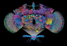 Mapa neuronal de una mosca reúne más de 166 mil neuronas y 125 millones de conexiones mapa neuronal