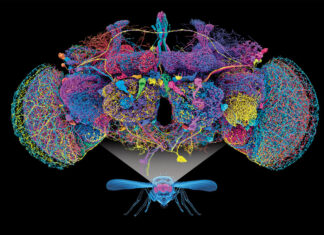 Mapa neuronal de una mosca reúne más de 166 mil neuronas y 125 millones de conexiones mapa neuronal