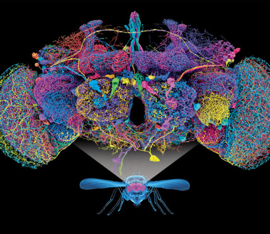 Mapa neuronal de una mosca reúne más de 166 mil neuronas y 125 millones de conexiones mapa neuronal