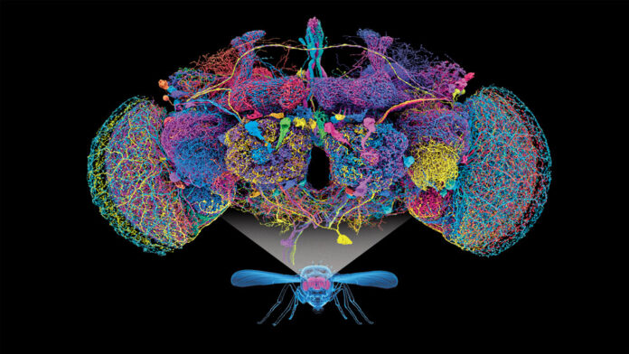 mapa neuronal mosca mapa neuronal