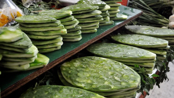 nopal mexico nopal