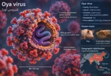 Detectan en China primer caso humano grave del virus Oya: qué se sabe sobre sus síntomas y transmisión virus Oya