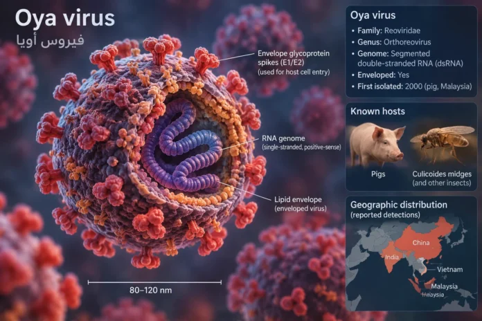 oya virus virus Oya