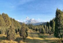 Pinol y Fundación AlEn reforestan 3,850 pinos en cuatro estados de México reforestacion