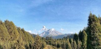 Pinol y Fundación AlEn reforestan 3,850 pinos en cuatro estados de México reforestacion