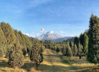 Pinol y Fundación AlEn reforestan 3,850 pinos en cuatro estados de México reforestacion