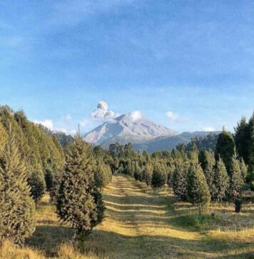 Pinol y Fundación AlEn reforestan 3,850 pinos en cuatro estados de México reforestacion