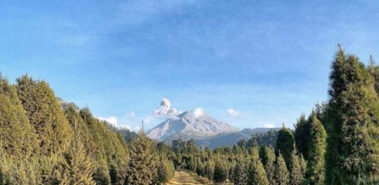 Pinol y Fundación AlEn reforestan 3,850 pinos en cuatro estados de México reforestacion