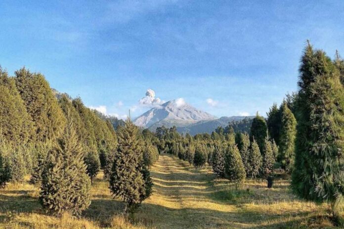reforestacion bosques reforestacion