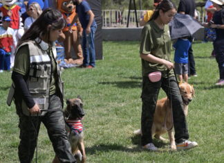Amazon Pet Fest México llegará a CDMX con un festival gratuito para mascotas Amazon Pet Fest México llegará a CDMX con un festival gratuito para mascotas