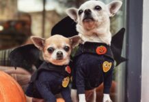 ¡Más de 120 chihuahuas podrían reunirse en Chapultepec este octubre! Más de 120 chihuahuas podrían reunirse en Chapultepec este octubre