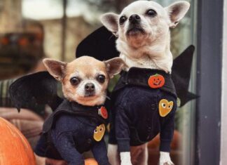 ¡Más de 120 chihuahuas podrían reunirse en Chapultepec este octubre! Más de 120 chihuahuas podrían reunirse en Chapultepec este octubre