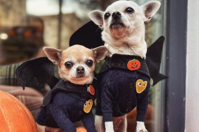 Más de 120 chihuahuas podrían reunirse en Chapultepec este octubre
