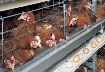Gallinas encerradas en jaulas muestran conductas similares a síntomas de depresión humana, revela estudio gallinas